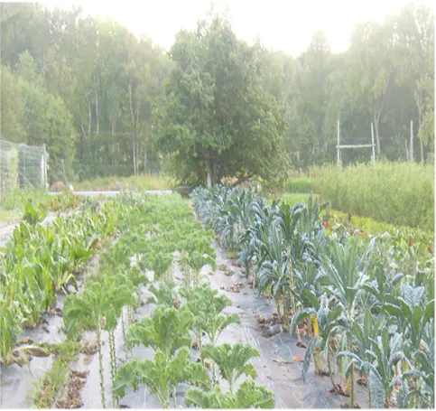 Non Woven Raw Material for Agriculture