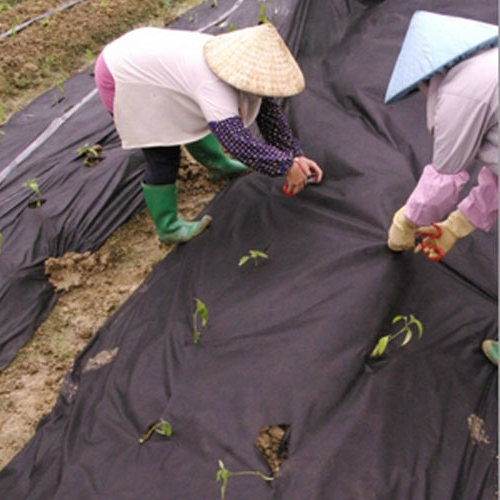 UV Resistant PP Nonwoven Fabric for Agriculture (sunshine)