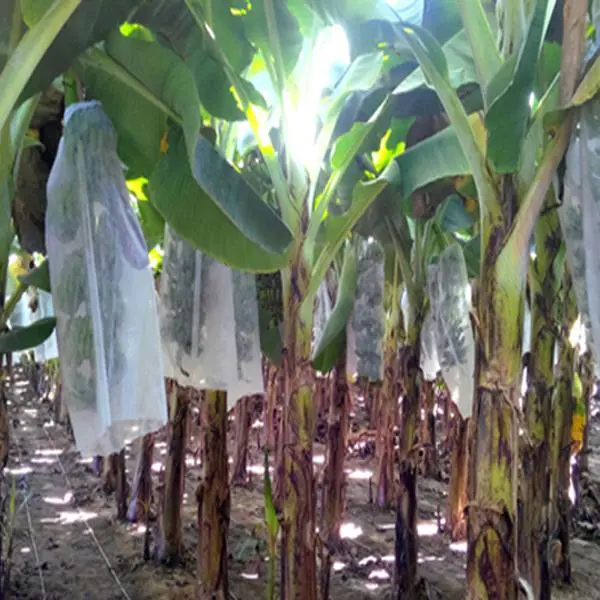 Polypropylene Fabric Spunbond Non Woven Fabric Covering in Banana
