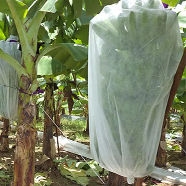 Polypropylene Fabric Spunbond Non Woven Fabric Covering in Banana