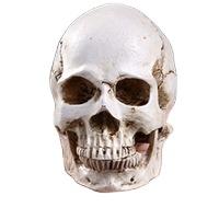 Mini Skull Head Halloween Skull Ornament Decorative Sculpture Gift for Halloween Resin Simulation Skull