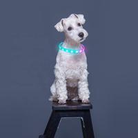 Wholesale Smart Waterproof Silicone LED Lighting Dog Collar
