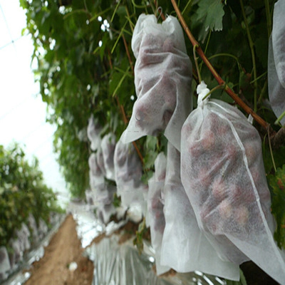 Environmentally friendly agricultural PP non-woven bags used for fruit protection
