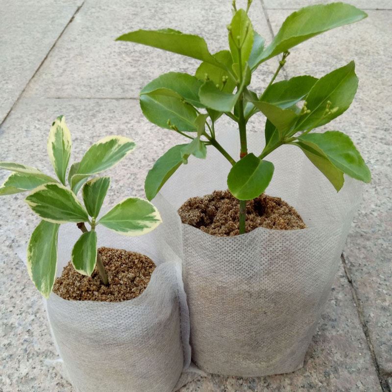 Agricultural PP non-woven fabric seedling bag customized plant nursery bag for agriculture