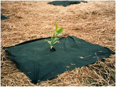 PP Non Woven Fabric Used for Weed Control Fabric