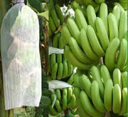 New Eco-Friendly 100%PP nonwoven fabric fruit protective bagsfor banana