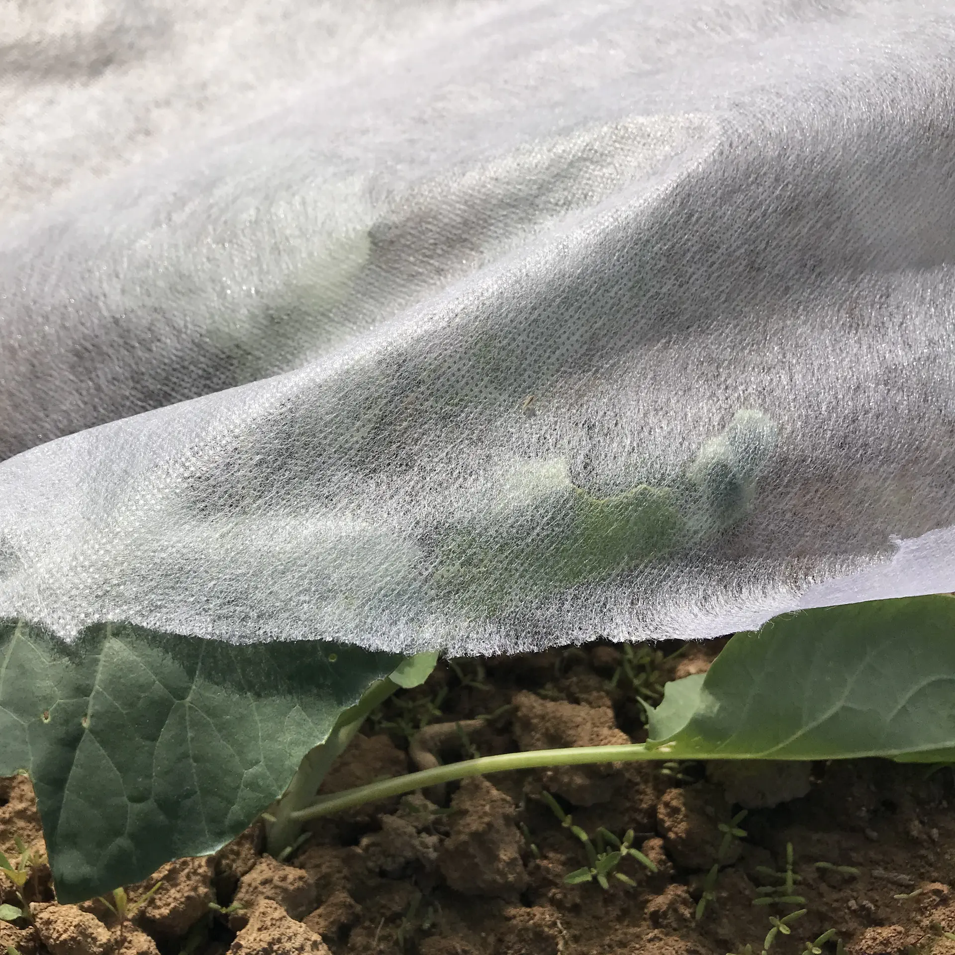 nonwoven fabric for agriculture,4% UV treatment polypropylene non-woven fabric