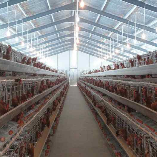 2019 High Quality Large Scale Modern Poultry Farm Chicken House Design For Broiler Birds Lida Group 