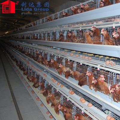 Modern design low cost poultry farm control shed