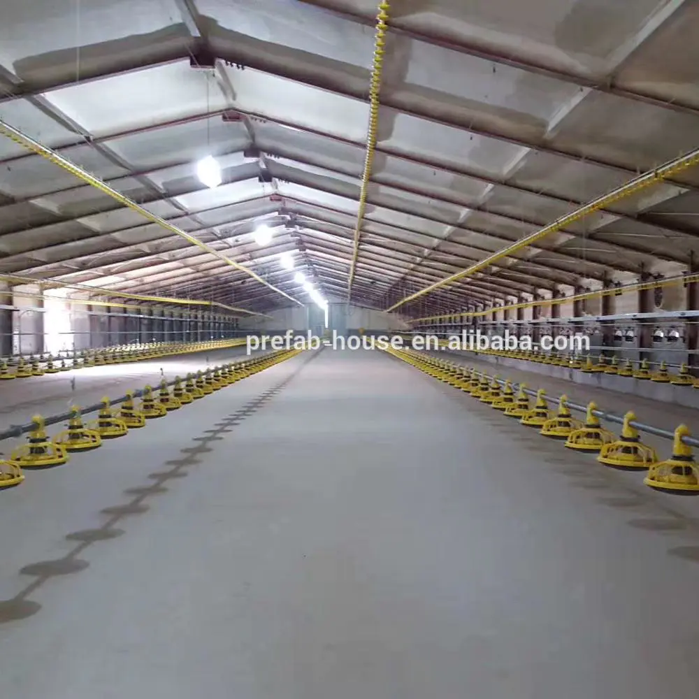 Poultry house price 3000,5000,15000 birds with competitive price