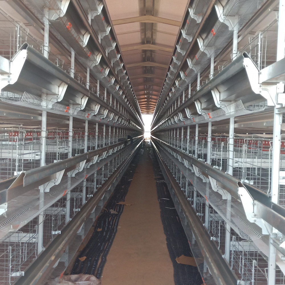 Different types of poultry house 3000,5000,15000 birds with competitive price