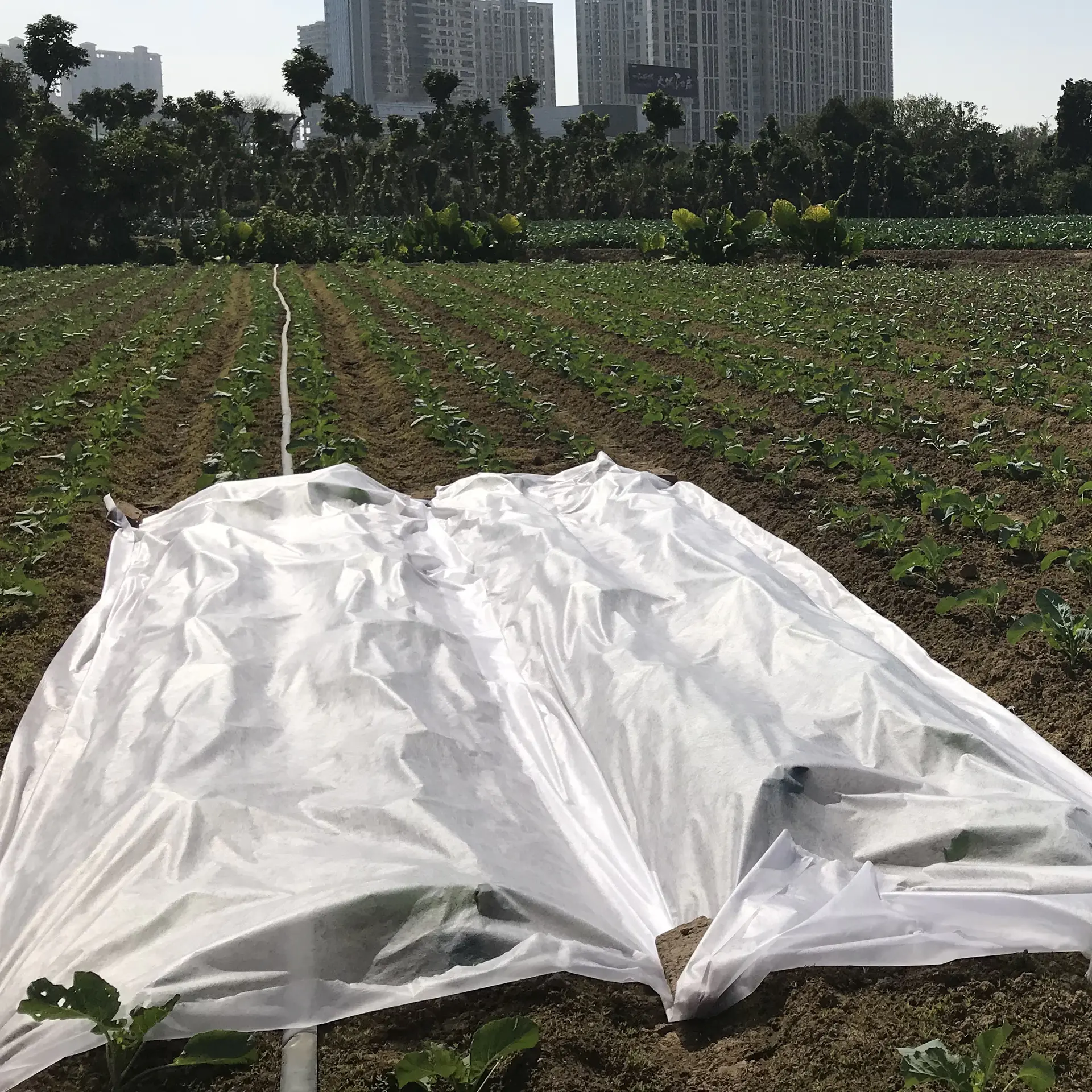 agriculture weed barrier nonwoven fabric,100% PP non-woven fabric
