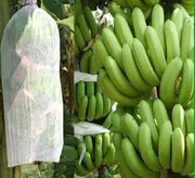 Low price wholesale degradable pp Nonwoven fabric for agriculture fruit protection