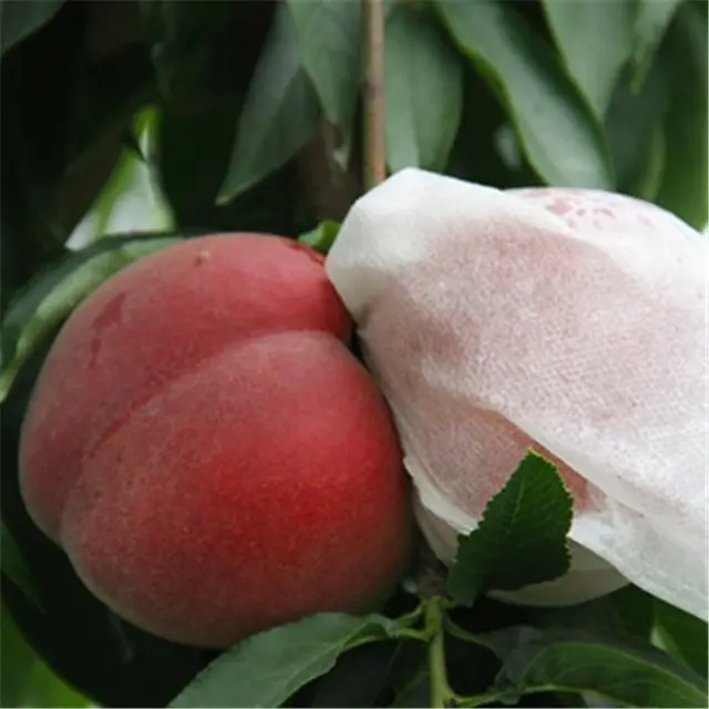 Eco-friendly Biodegradable ppnonwoven fabricagricultural fruit protection fabric