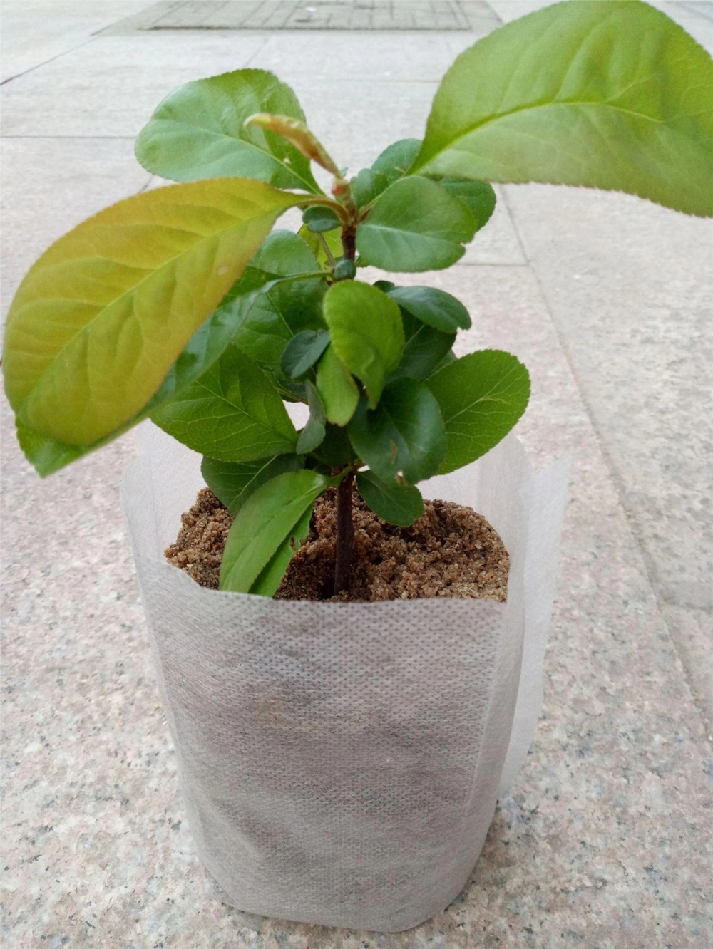 grow bags plastic black seedling planting bag for agricultural