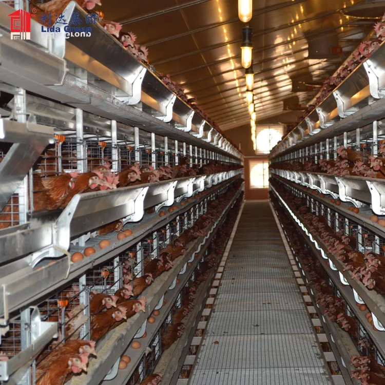 Chicken farm building design poultry house to sudan, egg layer poultry house design for chicken farm