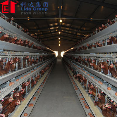 Qingdao low cost steel structure building design poultry farm shed for pakistan