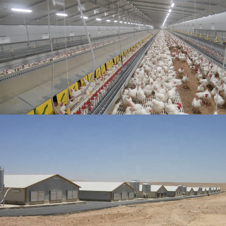 chicken poultry farm house design for layers in kenya farm in china