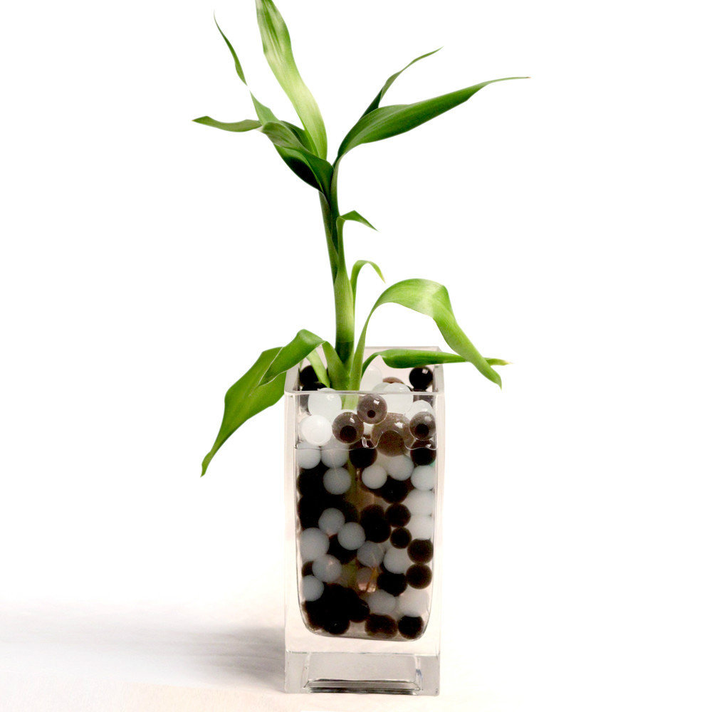 Magic crystal mud soil glow water beads for lucky bamboo growing in water