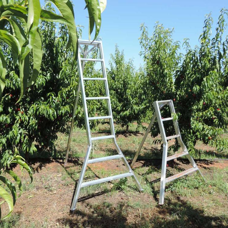 Aluminum orchard ladderfor organic gardeners & farmers