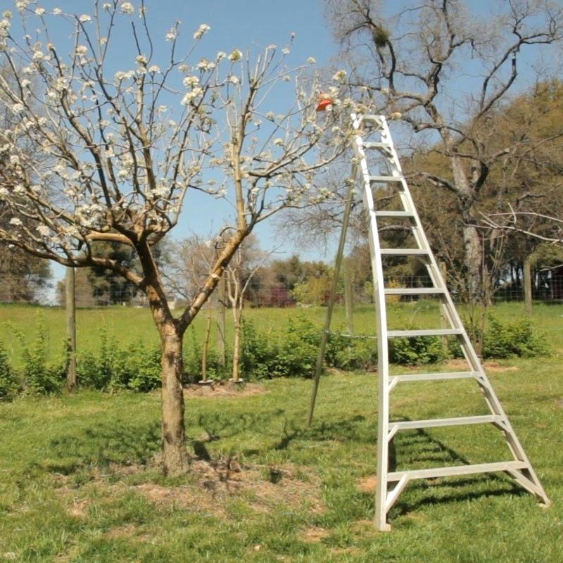 Multi purpose aluminium step orchard position ladder adjustable agricultural ladder