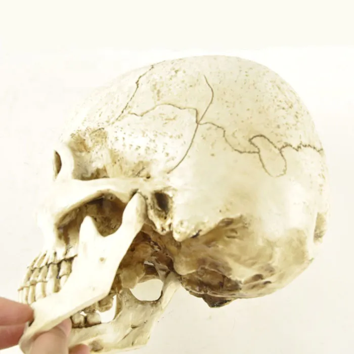 Polyresin CustomHollow Human Head Mold Handicrafts Skeleton,Resin Halloween Heads