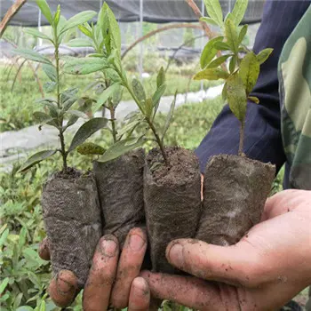 non-woven spunbond weed control fabric for garden