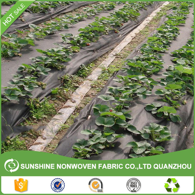 China Supplier Best quality 100% PP Spunbond Nonwoven Fabric for Strawberry/ Fruit Cover
